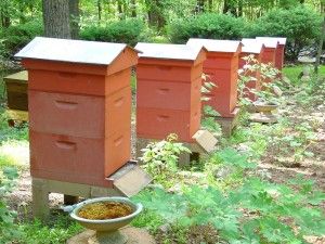bee-hives
